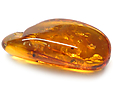 Ambre avec Insecte(s)