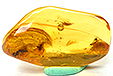 Ambre avec Insecte(s)