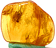 Ambre avec Insecte(s)