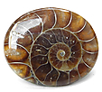 Ammonite