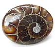 Ammonite