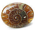 Ammonite