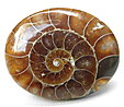 Ammonite