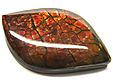 Ammolite