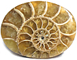 Ammonite