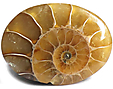 Ammonite