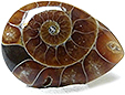 Ammonite