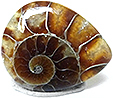 Ammonite
