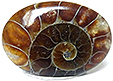 Ammonite