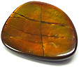 Ammolite