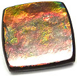 Ammolite