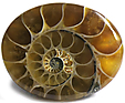 Ammonite
