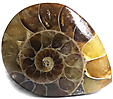Ammonite