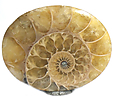 Ammonite