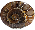 Ammonite