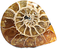 Ammonite