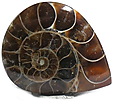 Ammonite