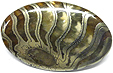 Ammonite Pyritis�e