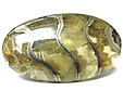Ammonite Pyritis�e
