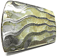 Ammonite Pyritis�e