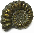 Ammonite Promicroceras