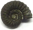 Ammonite Promicroceras