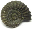 Ammonite Promicroceras