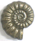 Ammonite Promicroceras