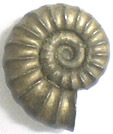 Ammonite Promicroceras