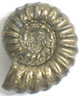 Ammonite Promicroceras