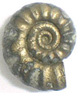 Ammonite Promicroceras