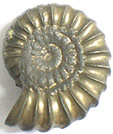Ammonite Promicroceras