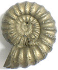 Ammonite Promicroceras