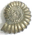 Ammonite Promicroceras