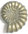 Ammonite Promicroceras