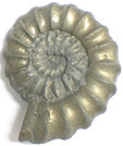 Ammonite Promicroceras