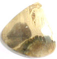 Bois Fossilis�