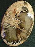 Bois P&eacute;trifi&eacute;