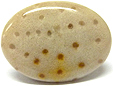 Bois de Palmier fossilis�