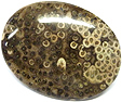 Bois de Palmier fossilis�