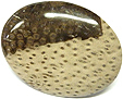 Bois de Palmier fossilis�