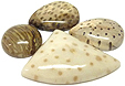 Bois de Palmier fossilis�