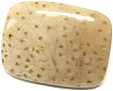 Bois de Palmier fossilis�
