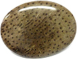 Bois de Palmier fossilis�