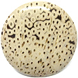 Bois de Palmier fossilis�