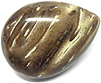 Bois de Palmier fossilis�