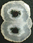 Calc&eacute;doine &agrave; inclusions