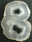 Calc&eacute;doine &agrave; inclusions