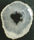 Calc&eacute;doine &agrave; inclusions
