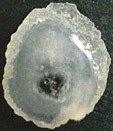 Calc&eacute;doine &agrave; inclusions